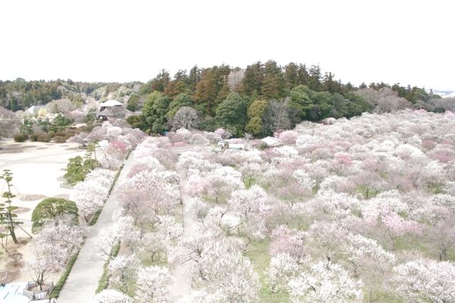 偕楽園本園